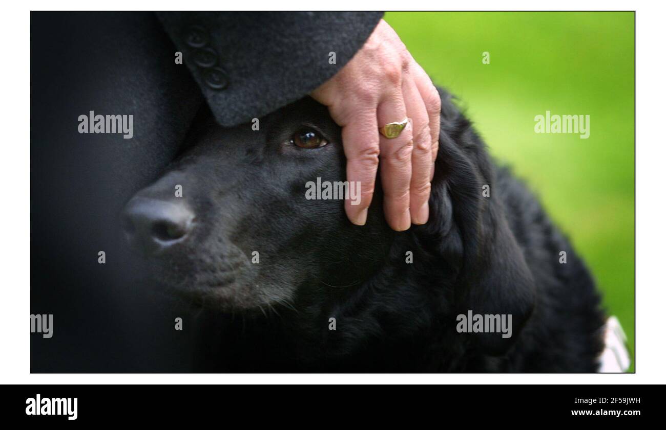 David Blunkett con il nuovo cane guida Sadie a una fotocellula Presentazione di Sadie alla stampa.pic David Sandison 24/1/2002 Foto Stock