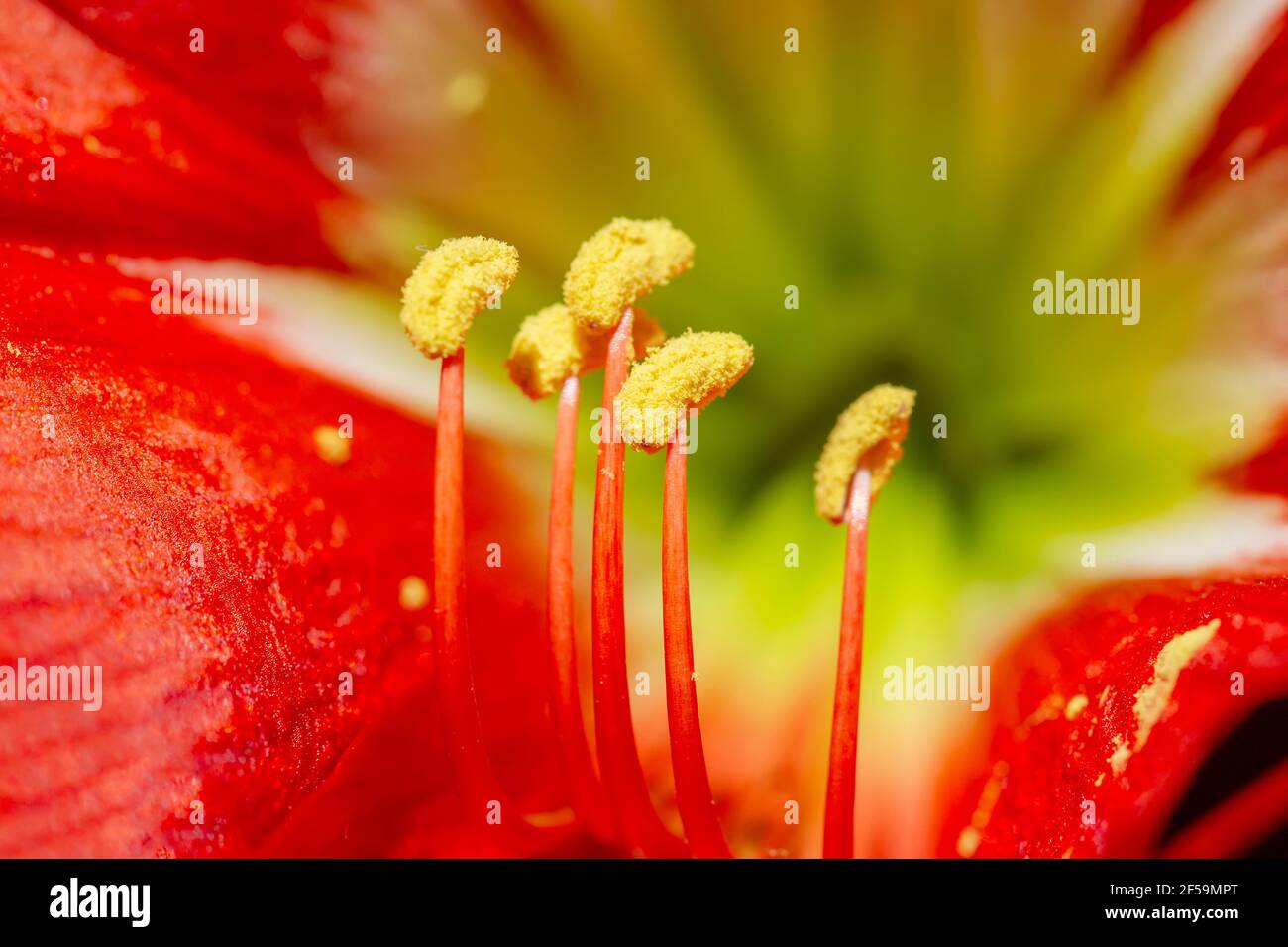 primo piano di amaryllis rosso fiore Foto Stock