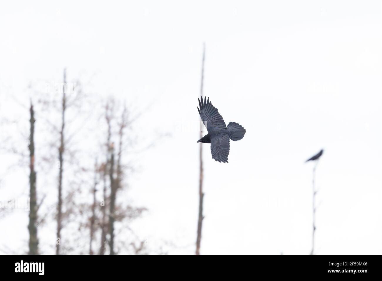 Un Raven settentrionale (Corvus corax) che vola e si alza nel cielo. Foto Stock