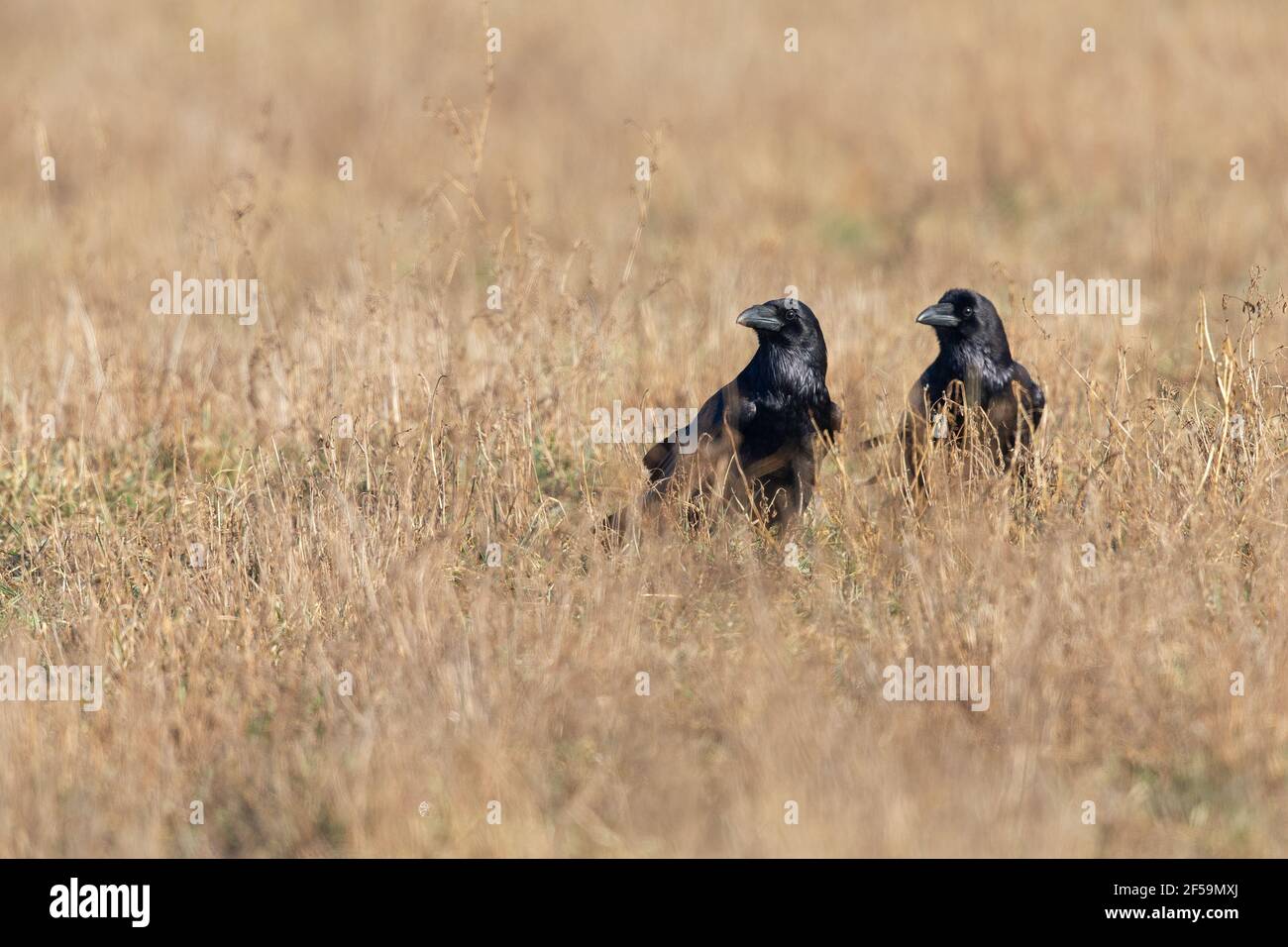 Due grandi corvi settentrionali (Corvus corax) che foraggiano e mangiano in un campo. Foto Stock