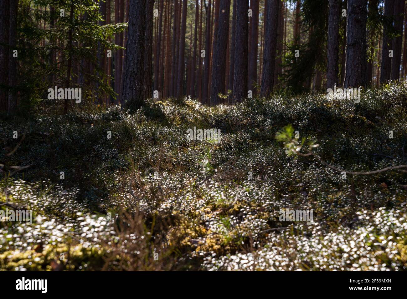 Splendida vista sulla soleggiata foresta di pini verdi in primavera. I mirtilli verdi brillano al sole e brillano alla luce del sole, creando un bokeh leggero. SP Foto Stock