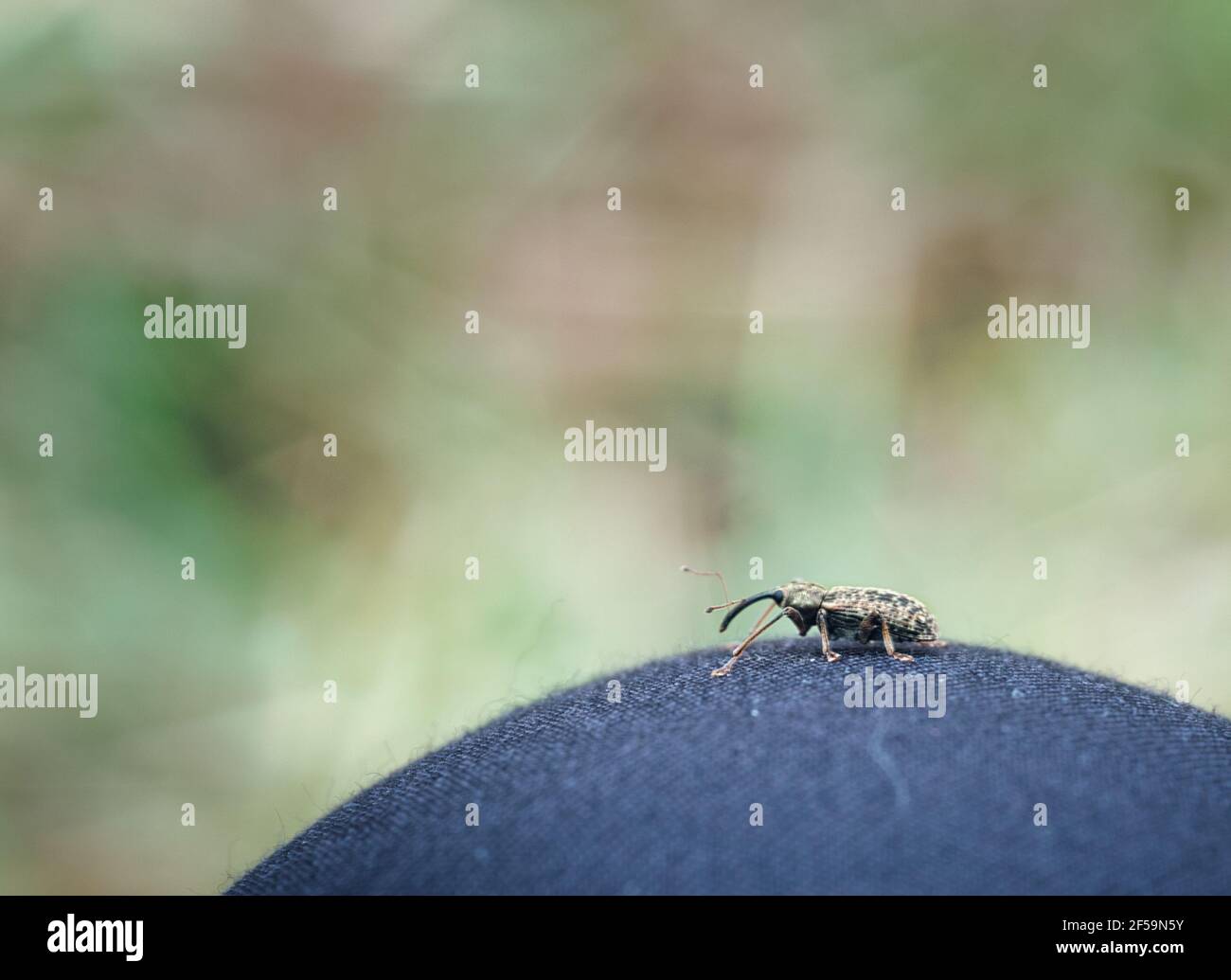 Messa a fuoco selettiva di una Coleoptera su un tessuto blu superficie Foto Stock
