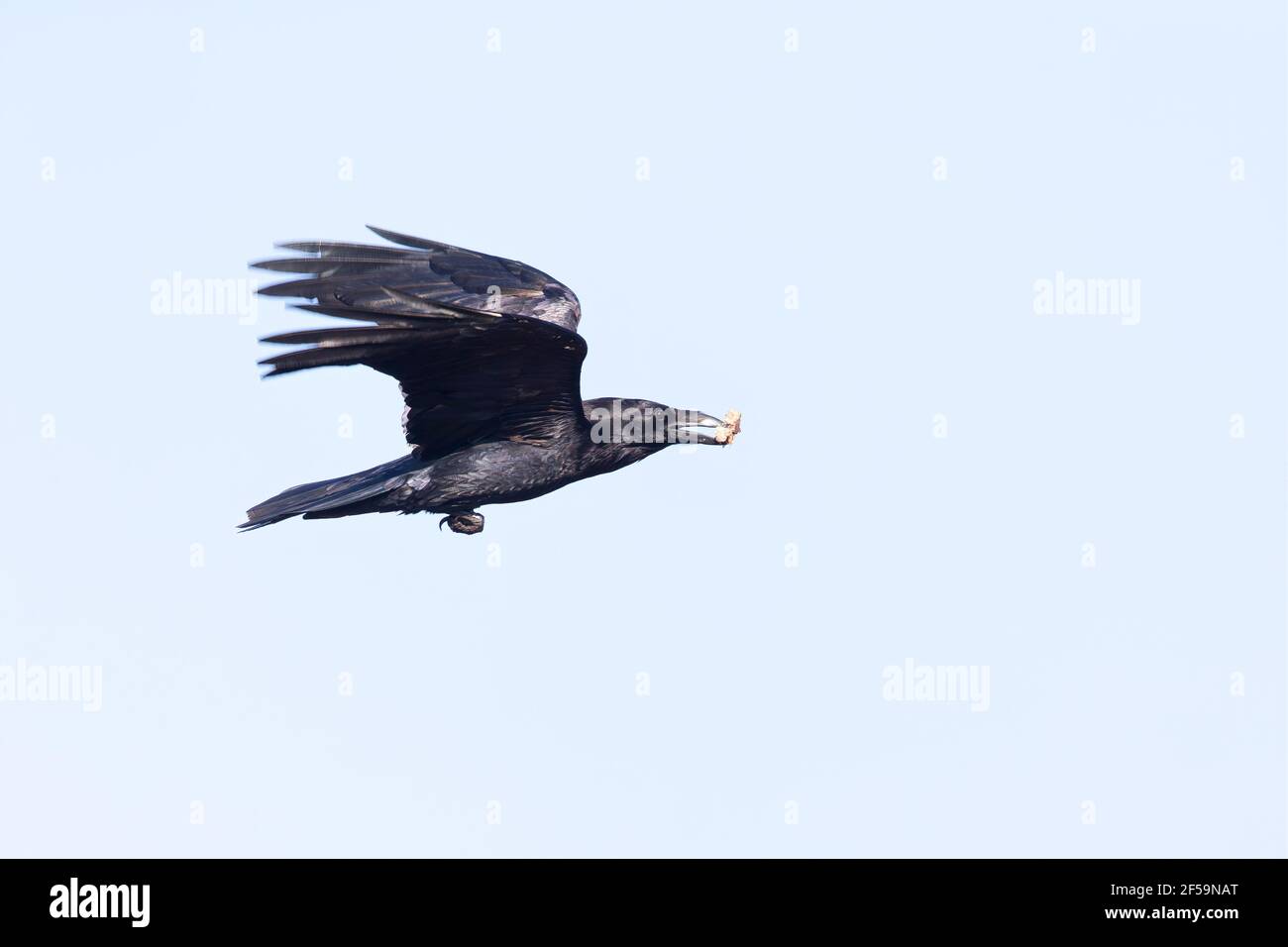 Un Raven settentrionale (Corvus corax) che vola con il cibo nel suo becco. Foto Stock