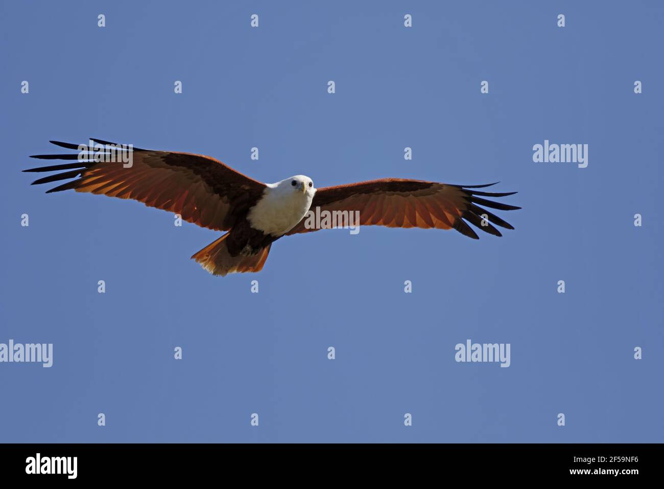 Brahminy Kite - in flightHaliastur indus Gold Coast Queensland, Australia BI031154 Foto Stock