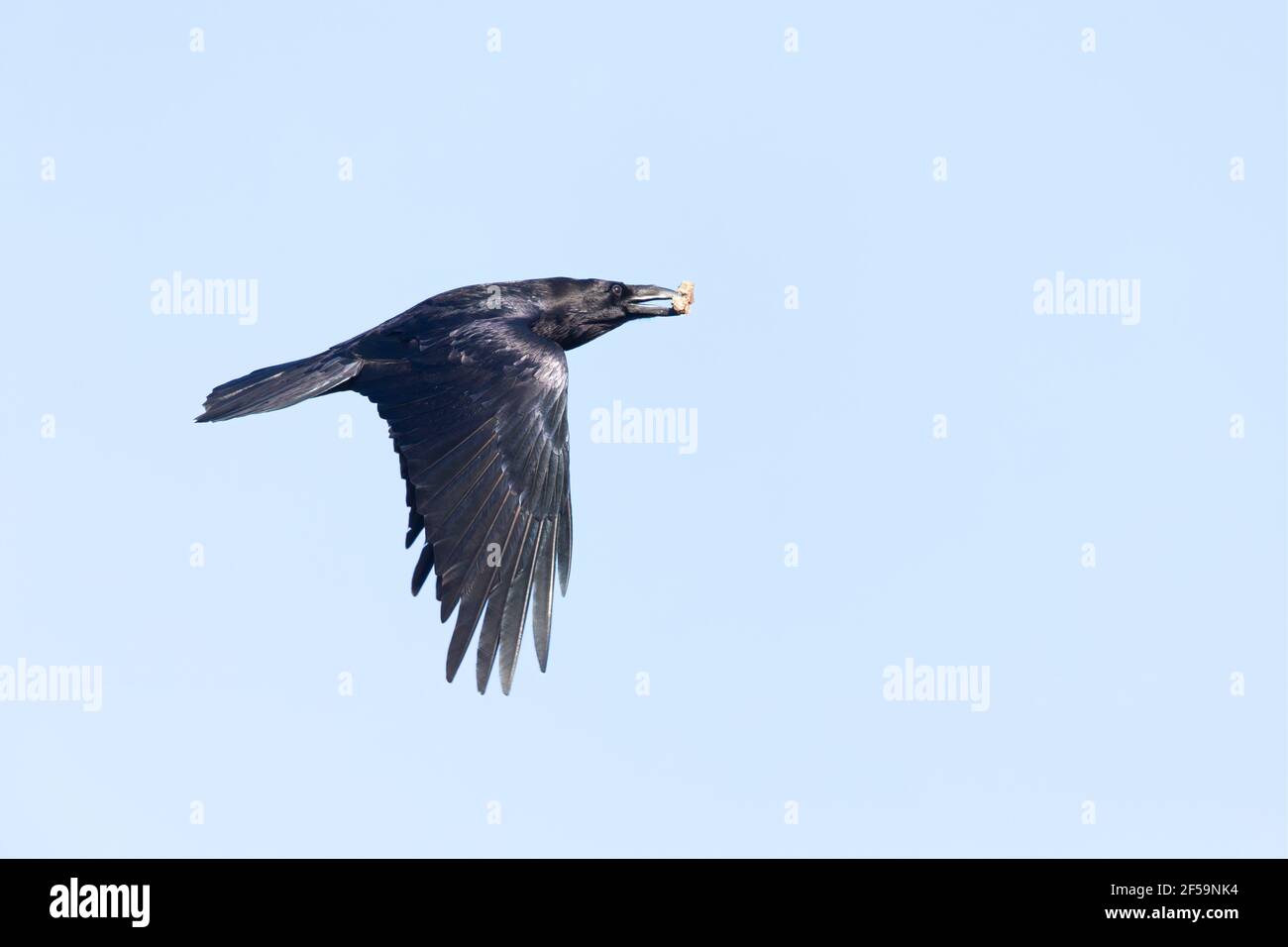 Un Raven settentrionale (Corvus corax) che vola con il cibo nel suo becco. Foto Stock