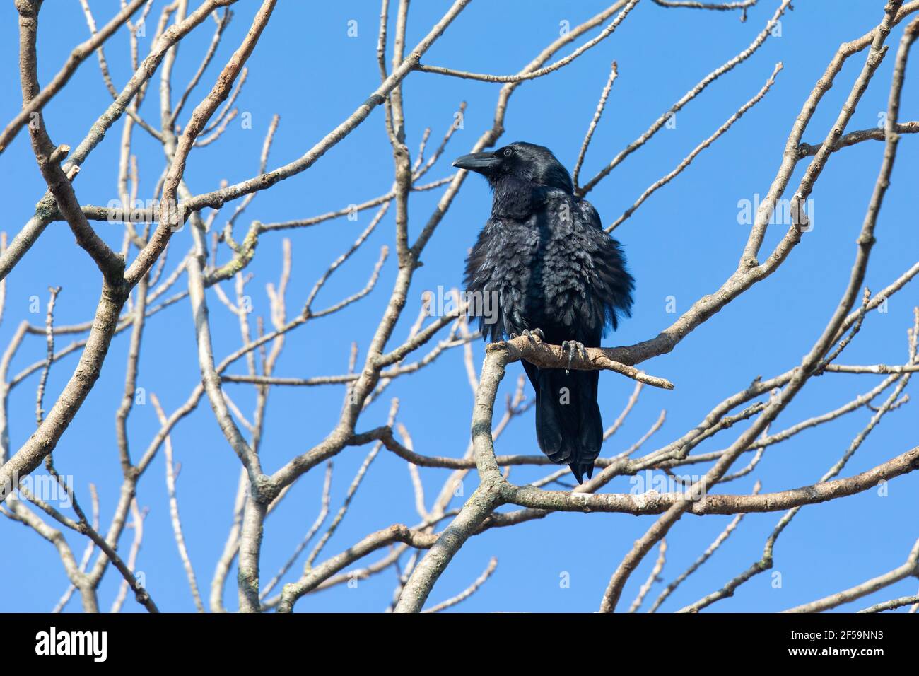 Un corvo settentrionale (Corvus corax) arroccato in un albero. Foto Stock