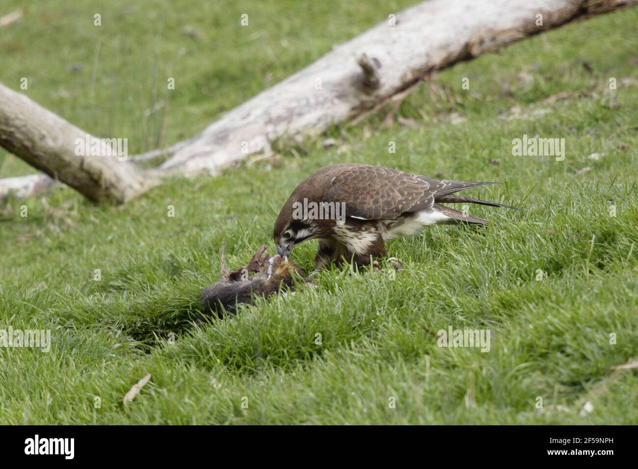 Falcon marrone - alimentazione sul wallabyco morto Faligora Bruny Isola Tasmania, Australia BI031161 Foto Stock