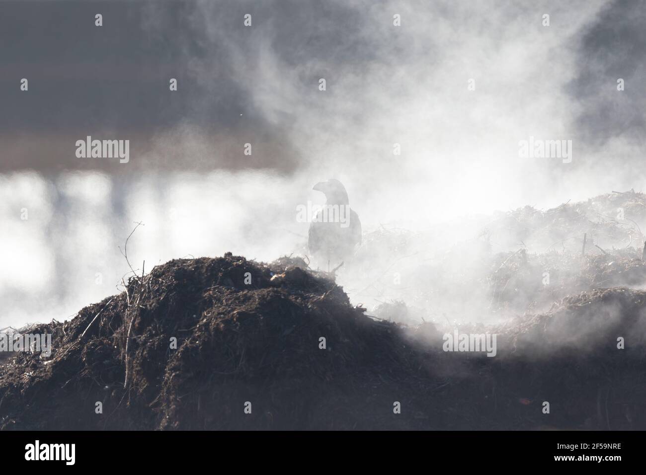 Un corvo comune (Corvus corax) nella nebbia Foto Stock