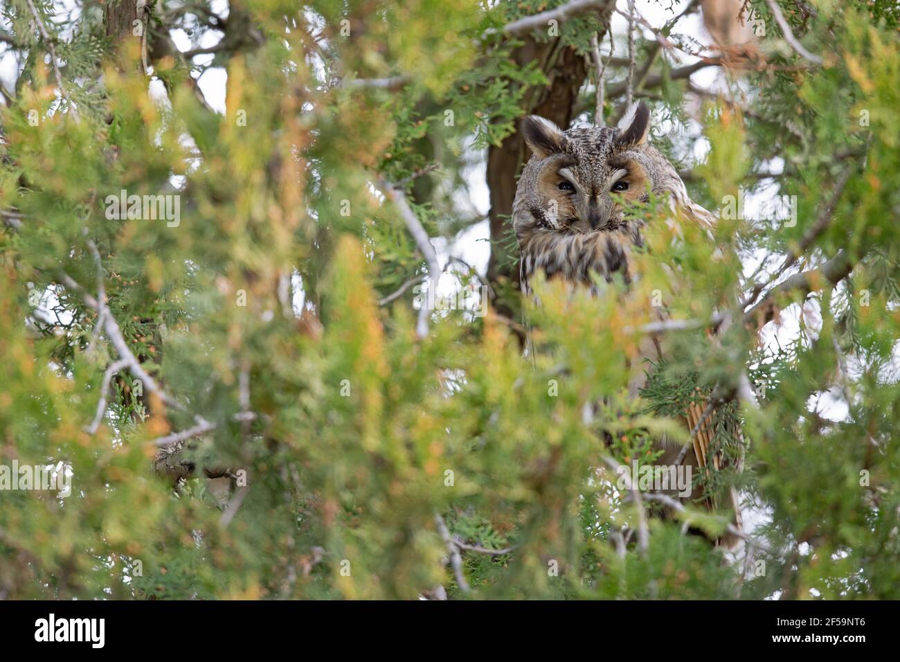 Un gufo (Asio otus) arato a lungo, arroccato su un albero in un parco cittadino. Foto Stock