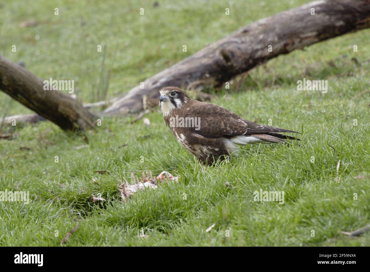 Falcon marrone - alimentazione sul wallabyco morto Faligora Bruny Isola Tasmania, Australia BI031162 Foto Stock