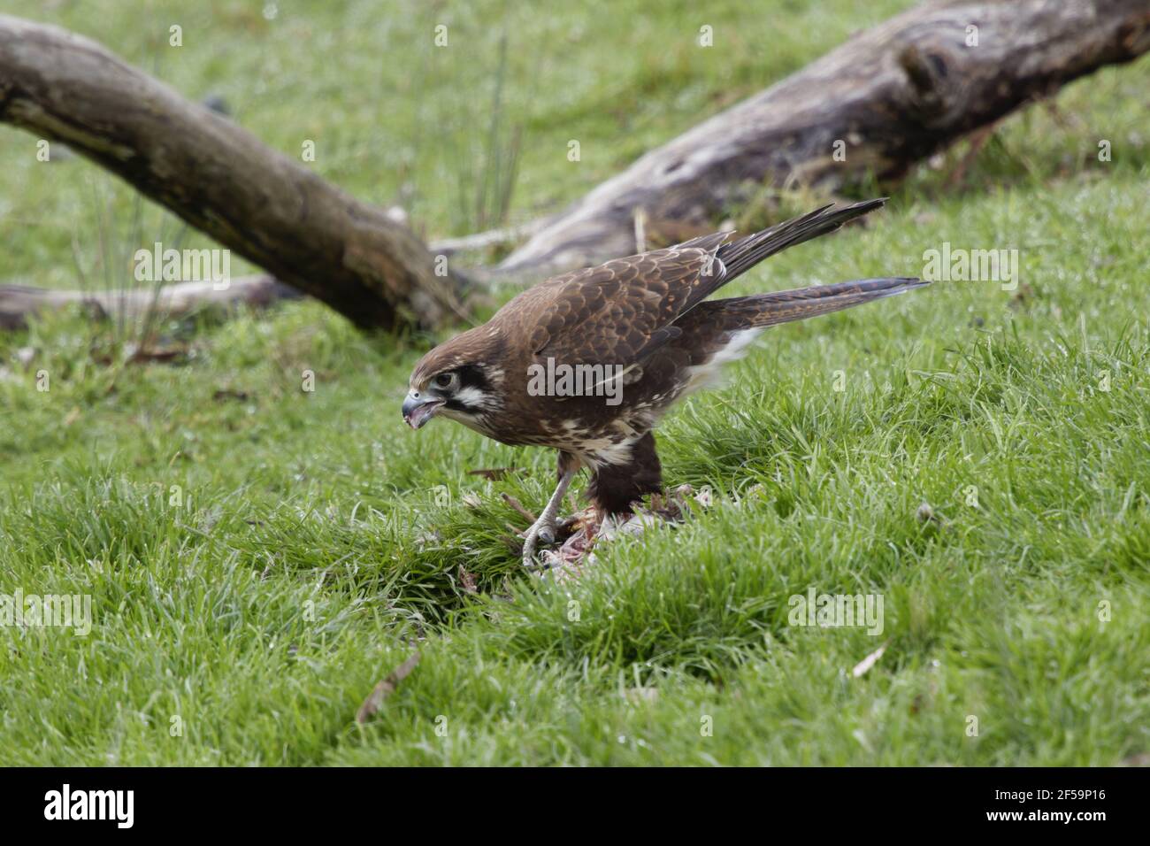 Falcon marrone - alimentazione sul wallabyco morto Faligora Bruny Isola Tasmania, Australia BI031167 Foto Stock