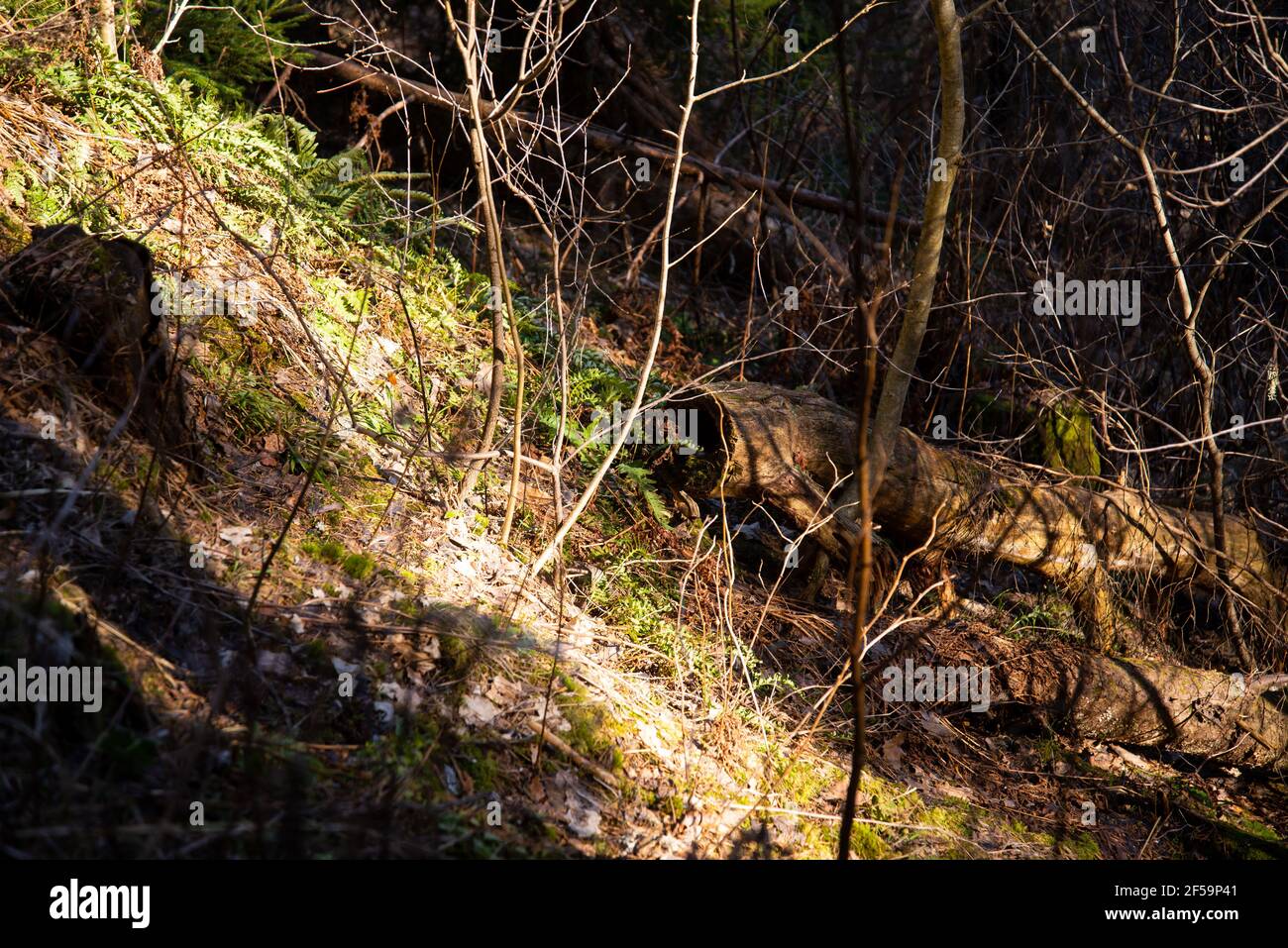 l'albero rotto si trova nei boschi con le tavole verdi in una giornata di sole primavera al sole. Arbusti crescere tutto intorno. Fotografia macro Foto Stock