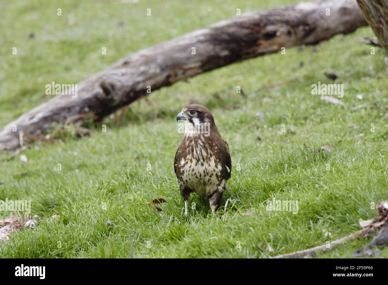 Falcon marrone - alimentazione sul wallabyco morto Faligora Bruny Isola Tasmania, Australia BI031168 Foto Stock