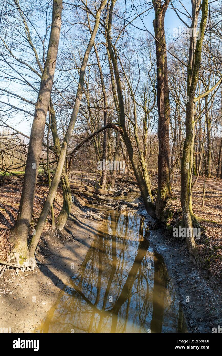 Scenario primaverile con alberi che si specchiano sul torrente Waterground e. Cielo chiaro - CHKO Poodri vicino Ostrava città in ceco repubblica Foto Stock