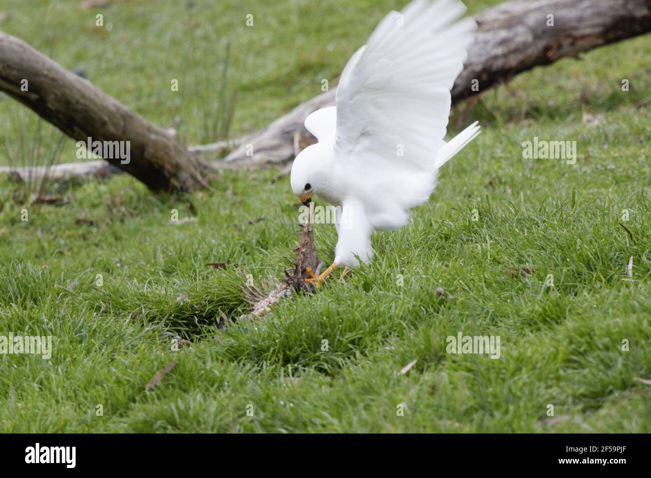 Goshawk grigio morph bianco - alimentazione maschile su wallabyAccipiter novaehollandiae Bruny Island Tasmania, Australia BI031173 Foto Stock