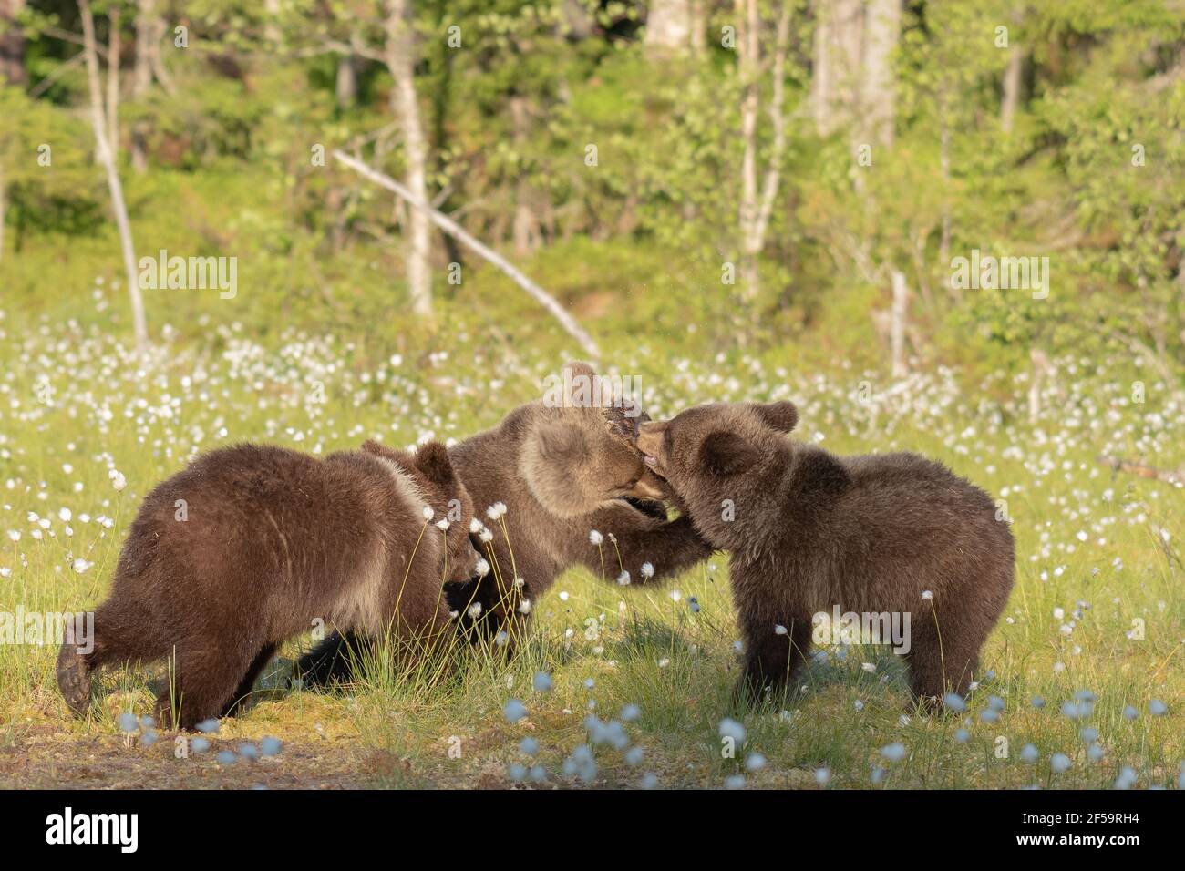 Primo piano di tre giovani orsi bruni che giocano nel mezzo dell'erba di cotone su una palude finlandese Foto Stock