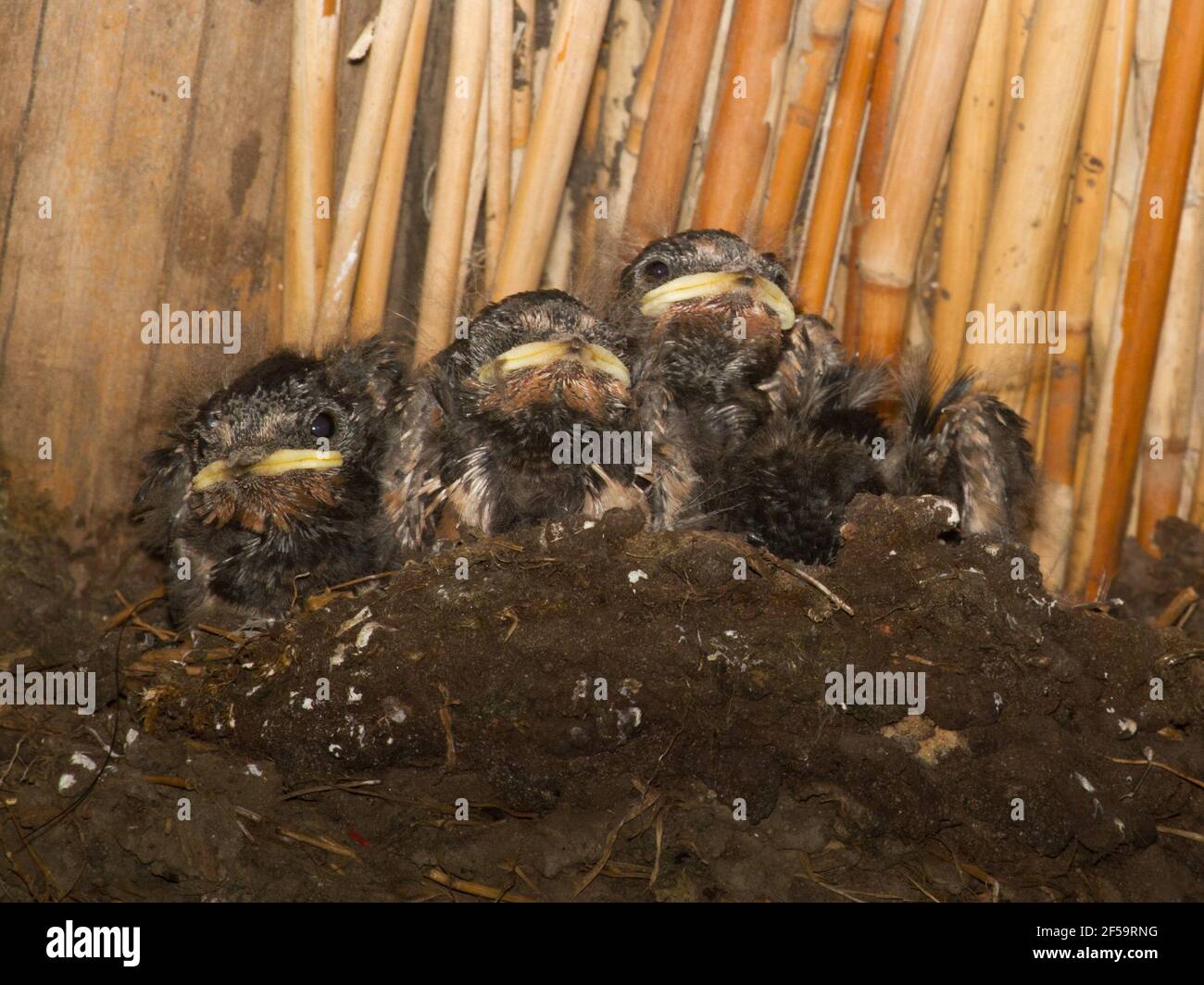 Giovane fienile sonnolento, Hirundo rustica, nel nido in fienile di casa colonica sotto un tetto di paglia Foto Stock