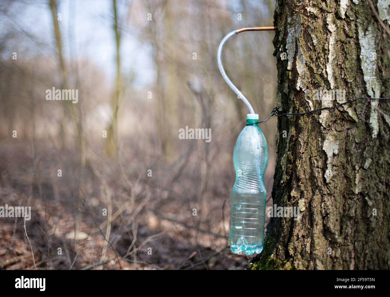 Estrae il succo dalla bottiglia di plastica di betulla. Foto Stock