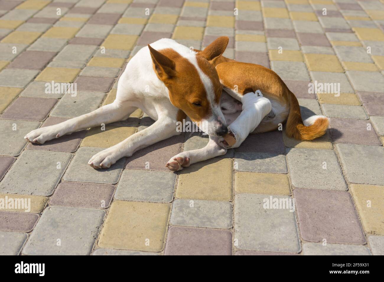 Carino cane basenji con piedi hind brindati su cui giace un marciapiede e cercando di togliere questa strana bendatura dopo l'intervento chirurgico Foto Stock