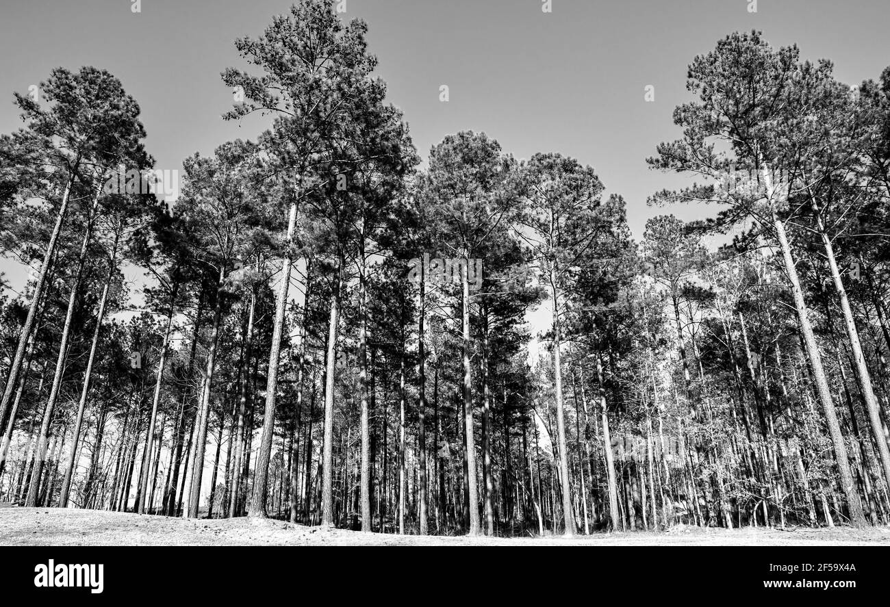Guardando in alto a Tall Georgia Pine Trees sotto Blue Sky Foto Stock