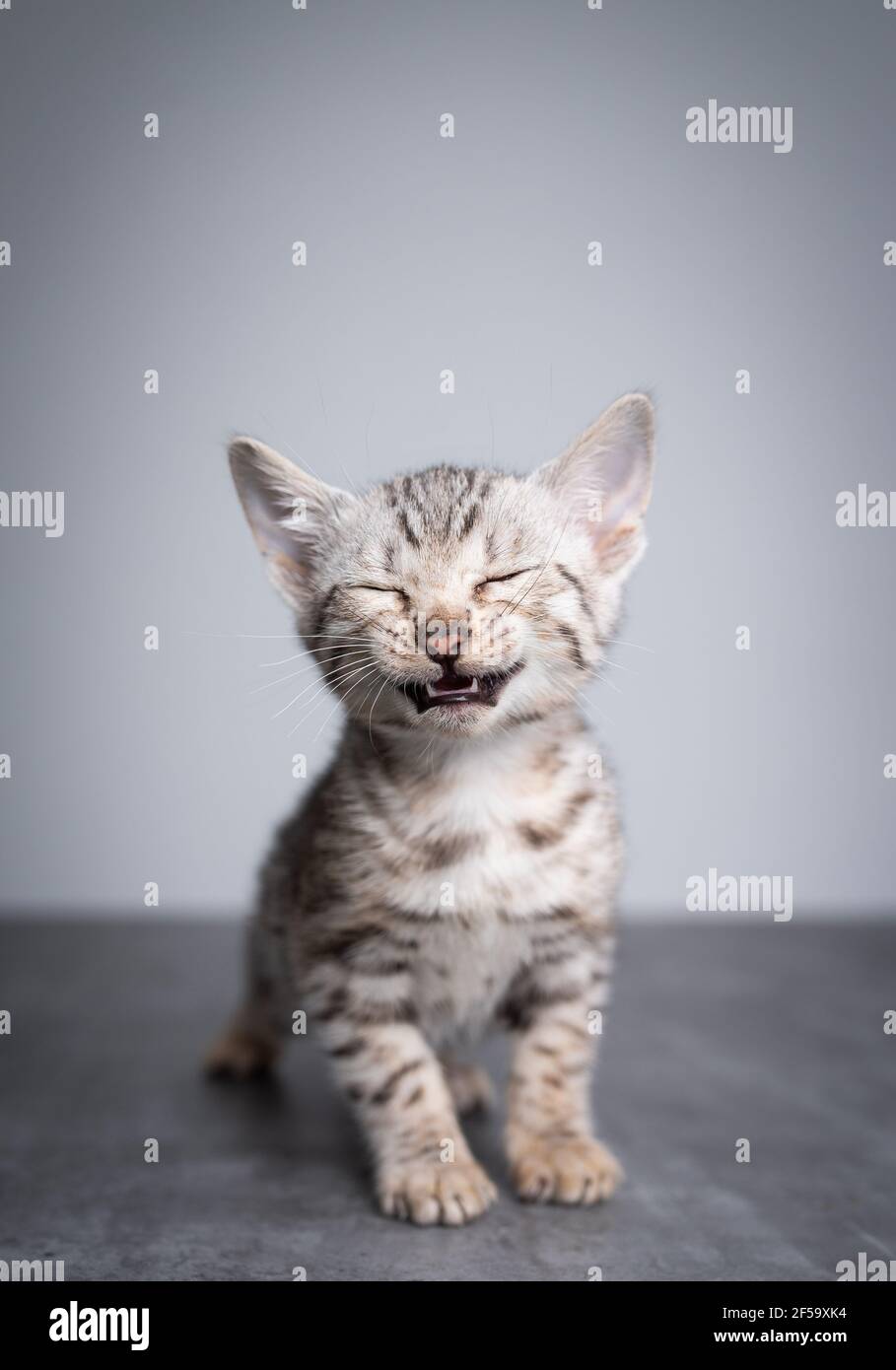 stanco 8 settimana nero argento tabby rosetted gattino bengala in piedi su pavimento in cemento con occhi chiusi e bocca aperta Foto Stock