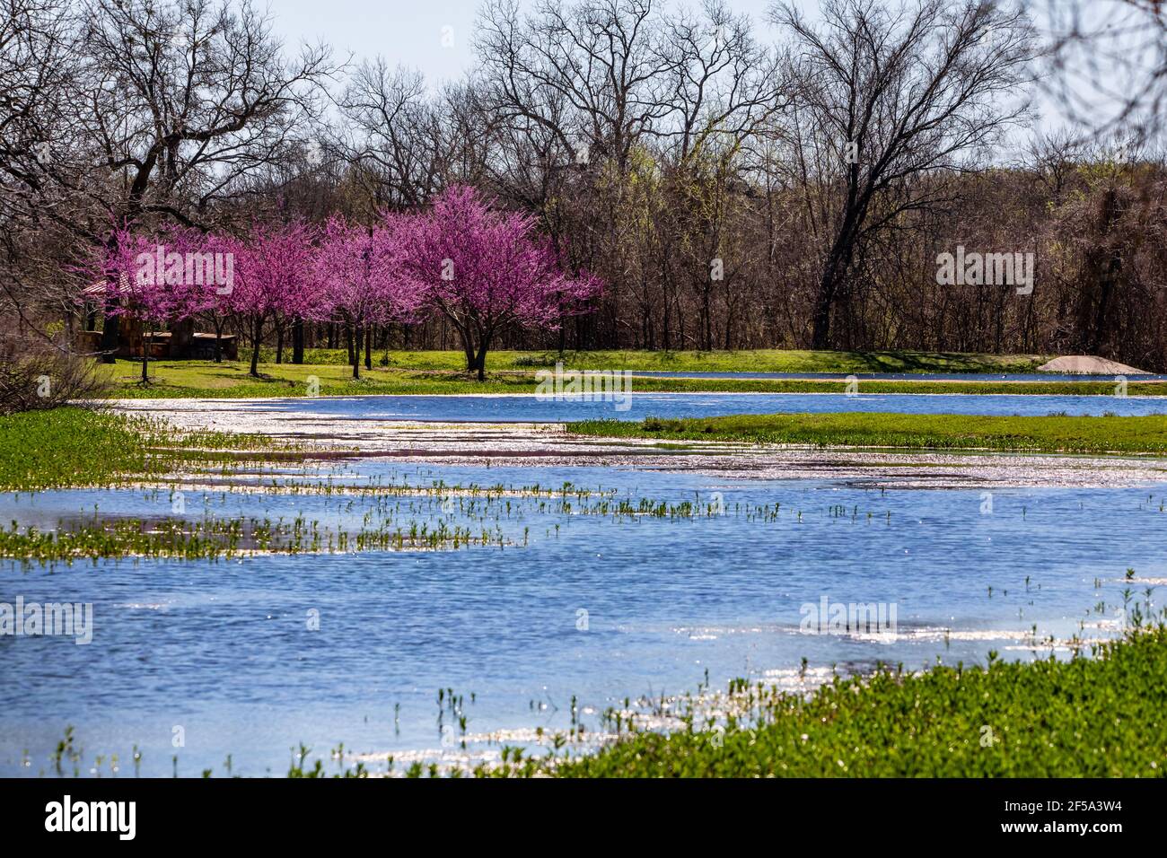 Redbud alberi che fioriscono al laghetto Foto Stock