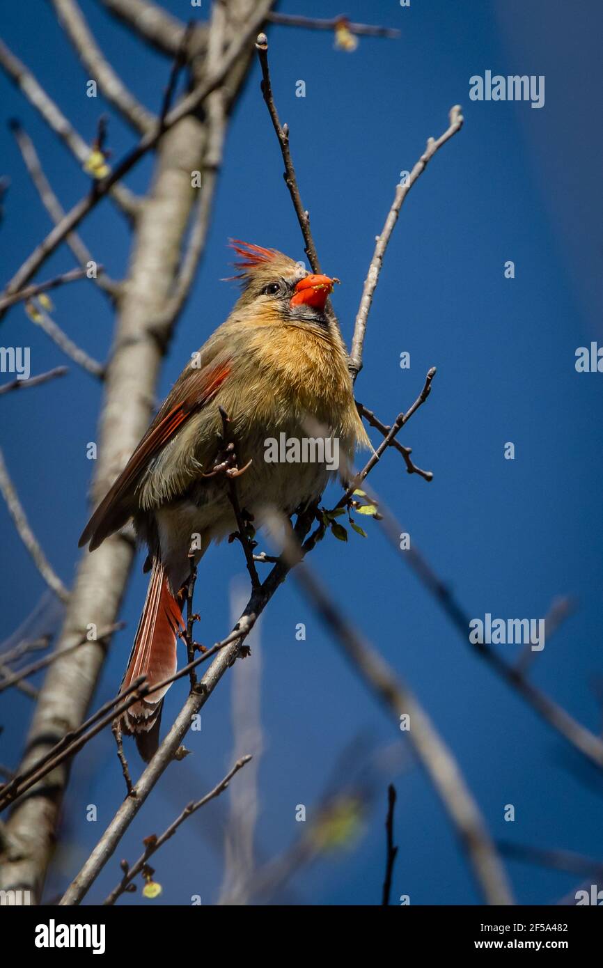 Femmina del cardinale settentrionale che fora nell'albero Foto Stock