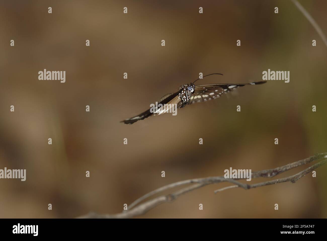 Common Crow Butterfly - maschile in flightEuploea core Howard Springs Northern Territory, Australia IN001049 Foto Stock