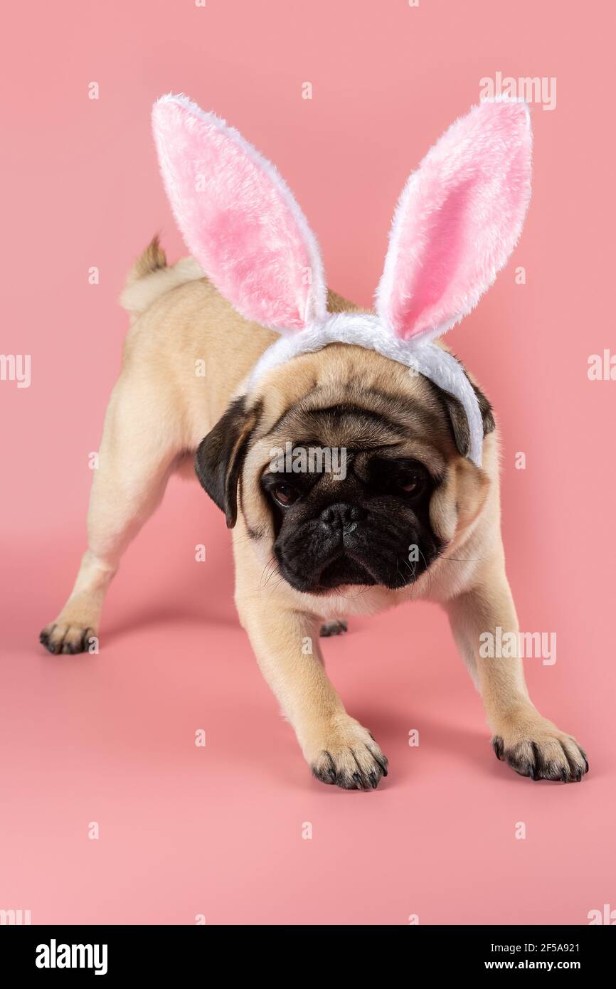 Cane Pug divertente che indossa orecchie coniglietto pasquale su sfondo rosa. Foto Stock