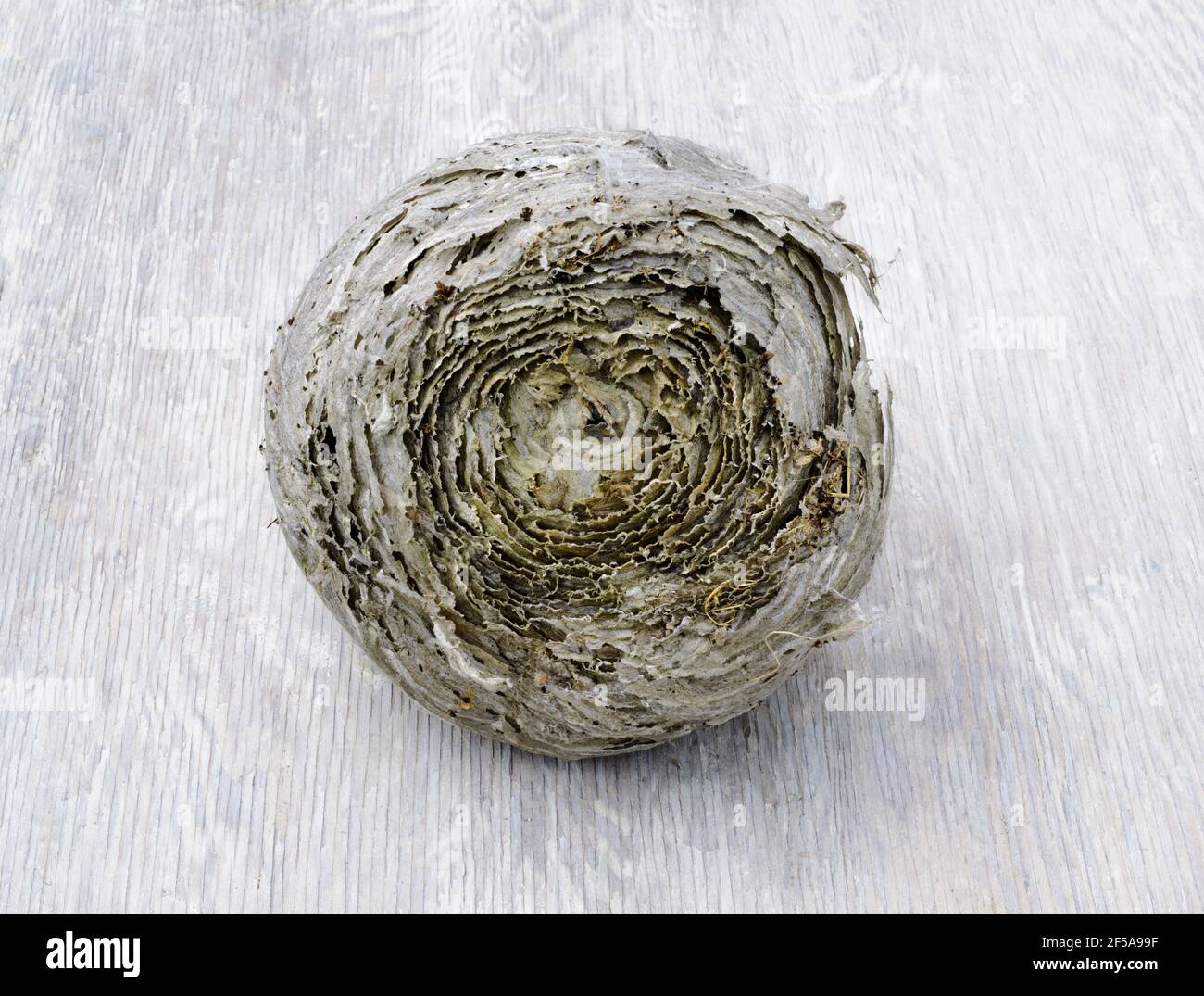 Old Tree Wasp nido che mostra la struttura di strato concentrico costruito dai lavoratori intorno al nido originale regina vespe. Il nido è stato abbattere dopo il col Foto Stock