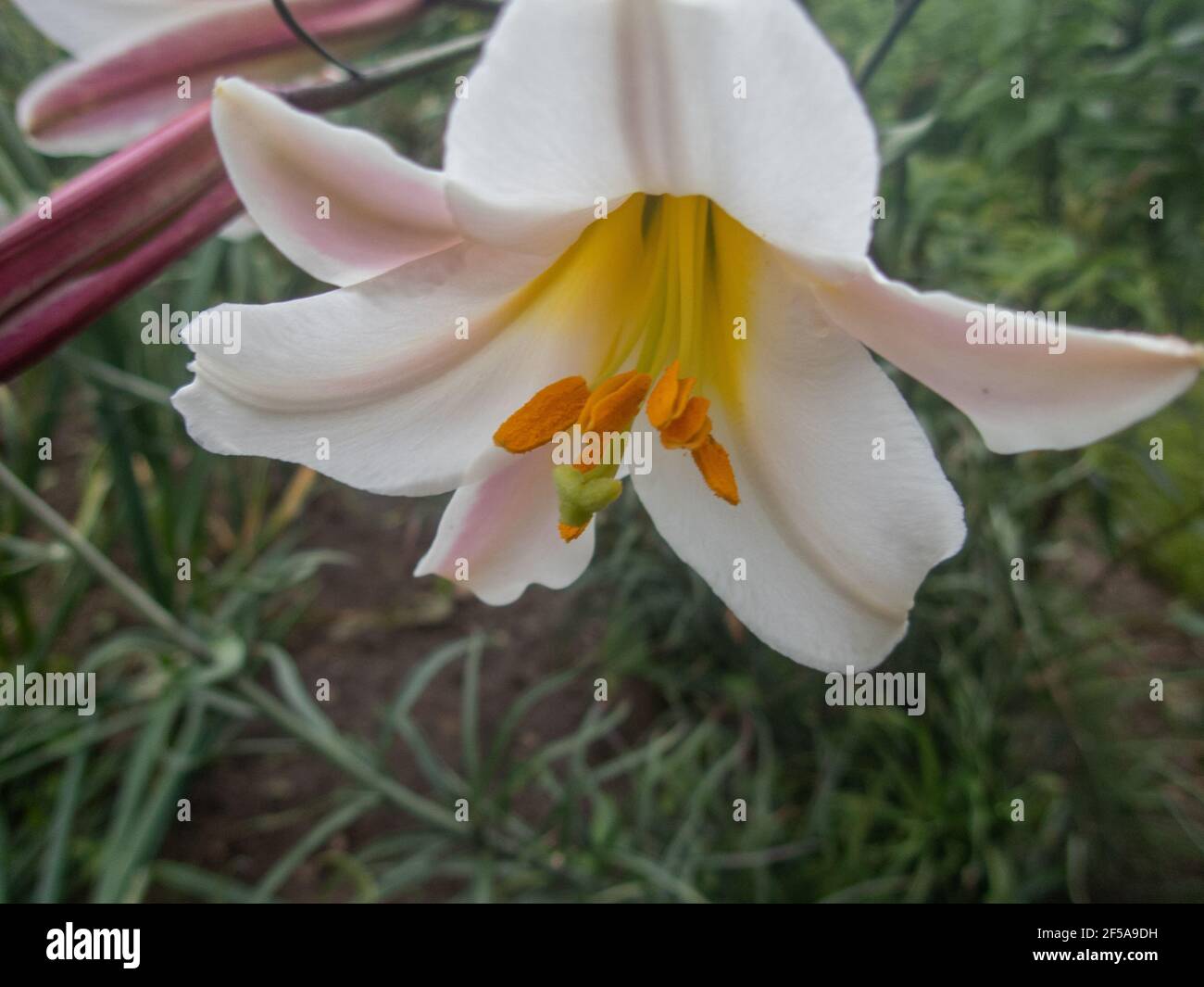 Bel fiore di giglio su sfondo verde foglie. Lilium longiflorum fiori in giardino. Trama di fondo pianta giglio fuoco con boccioli d'arancio. Immagine Foto Stock