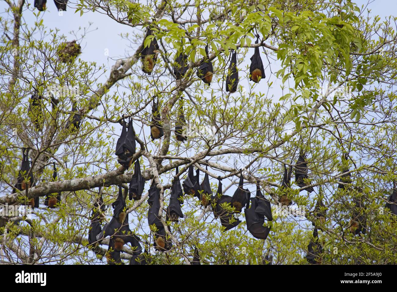 Bat di frutta con spettacolo - rospo diurno lungo il fiume Pteropus cospicillatus Daintree Queensland, Australia MA003197 Foto Stock