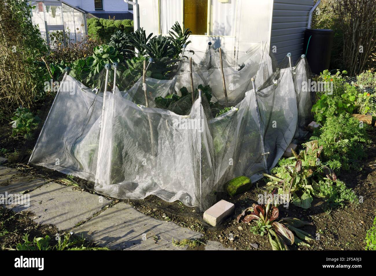 Protezione temporanea da frangivento e parassiti intorno alle piante vegetali. È parzialmente collassato durante venti forti e ha bisogno di riposizionamento. Foto Stock