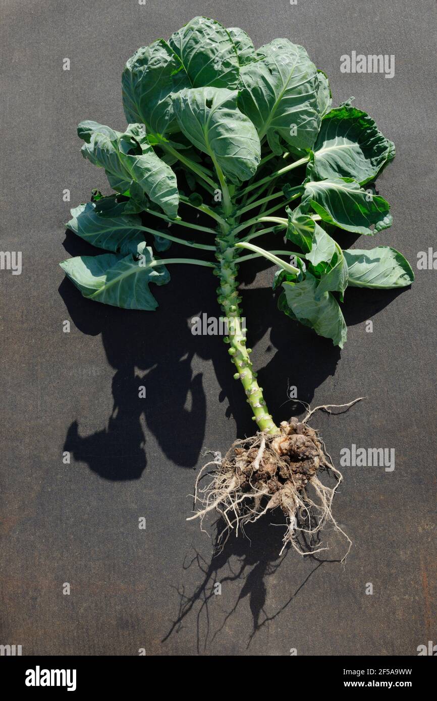Radici gonfie e distorte di una pianta di Brussel Sprout causata da Clubroot, Plasmodiophora brasicae Mastigomicotina, una malattia fungina dei cavoli. Foto Stock