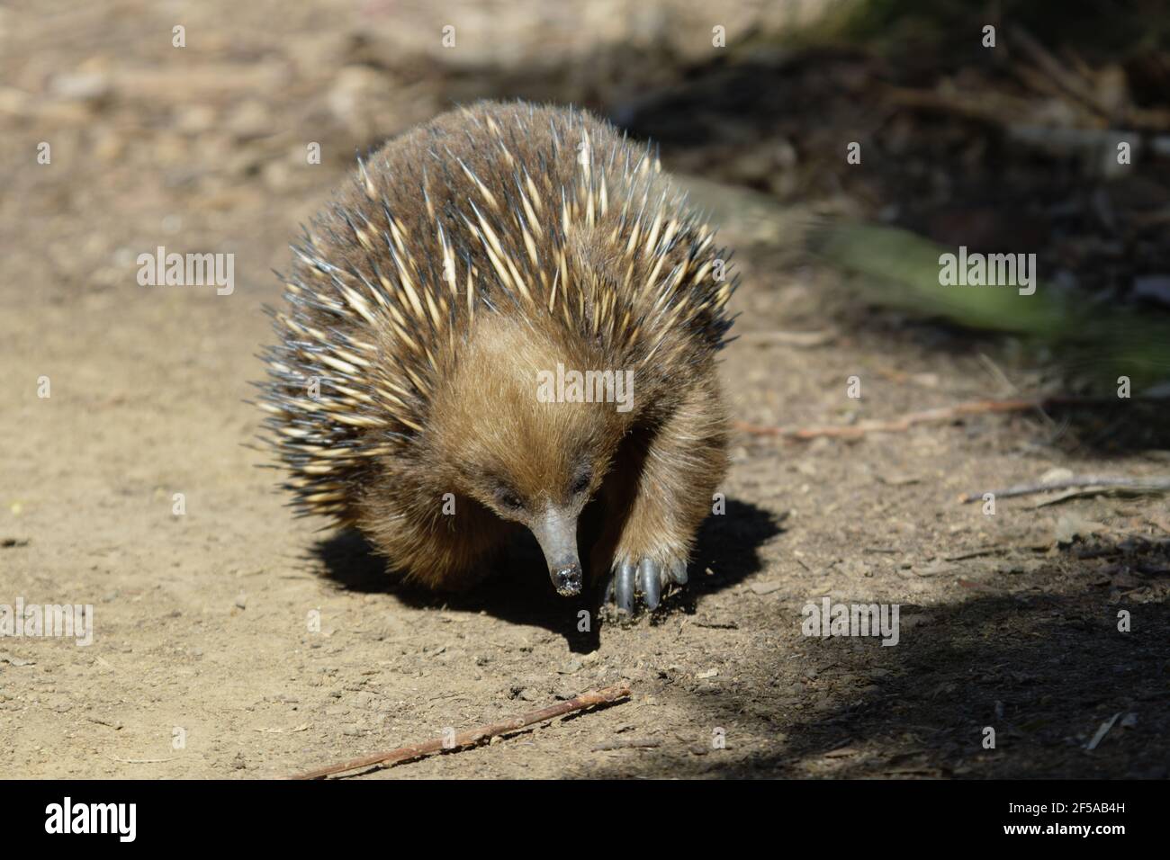Echidna a becco corto - foraggio per foodTachiglossus aculeatus Captive Australia MA003223 Foto Stock