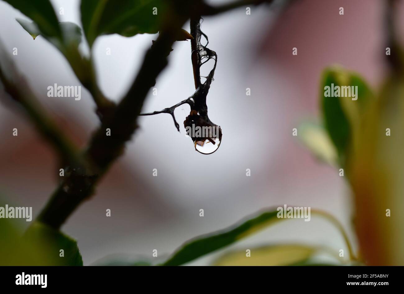 raindrop appeso alla pianta Foto Stock
