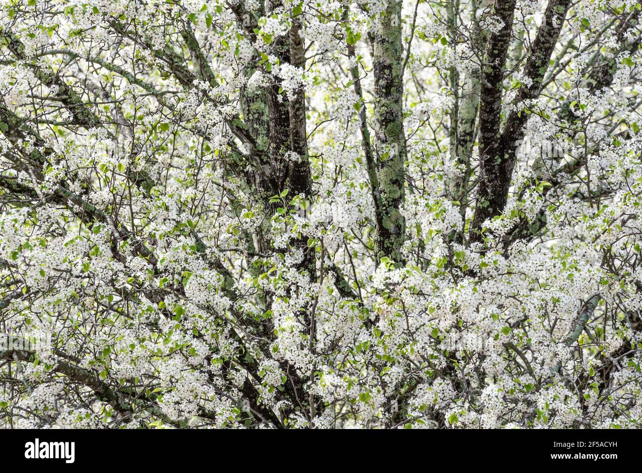 L'albero di pera Bradford in fiore (Pyrus calleryana) annuncia l'arrivo della primavera ad Atlanta, Georgia. (STATI UNITI) Foto Stock
