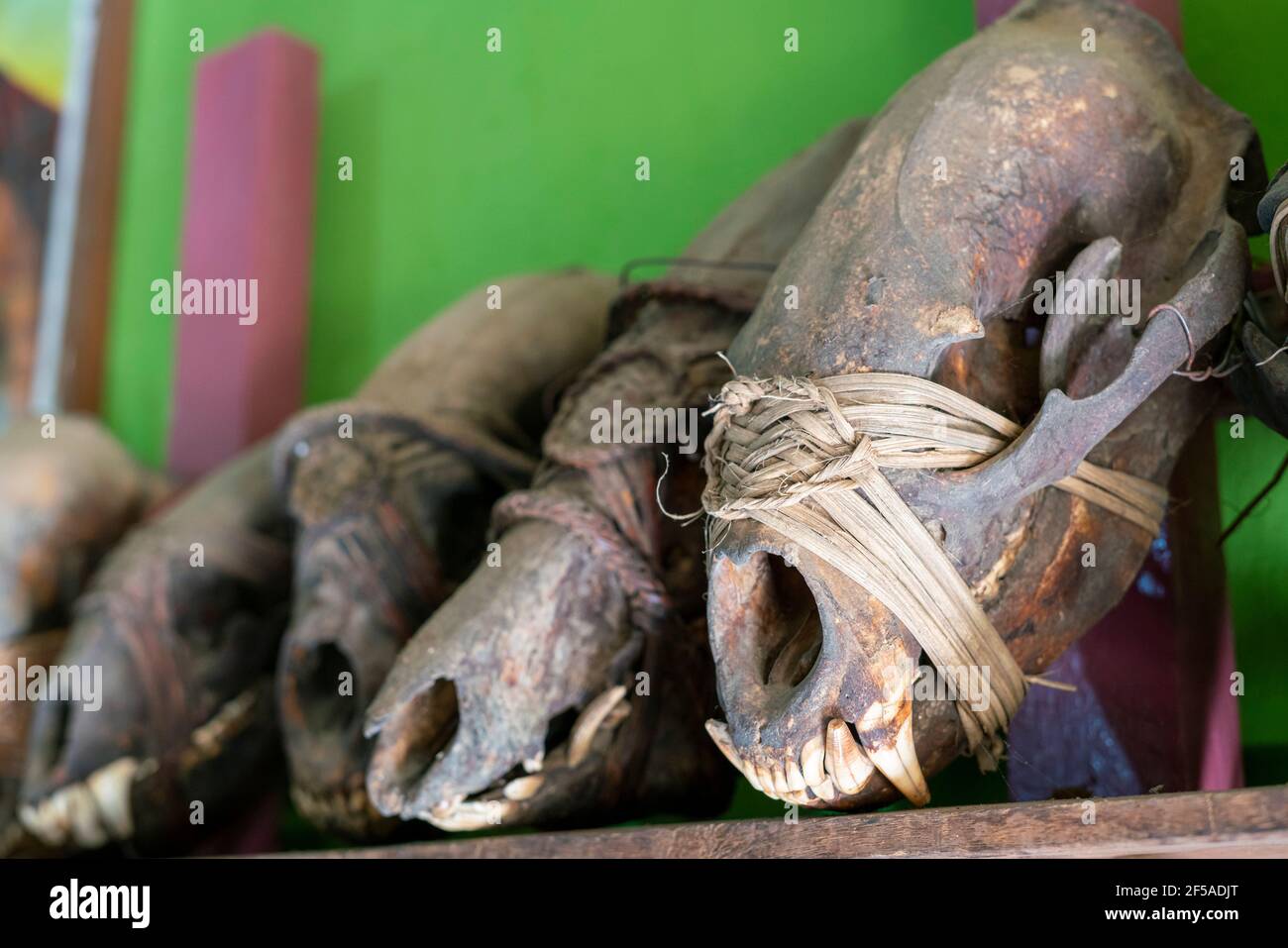 Teschi di animali in esposizione nel Museo Mindat, Myanmar Foto Stock