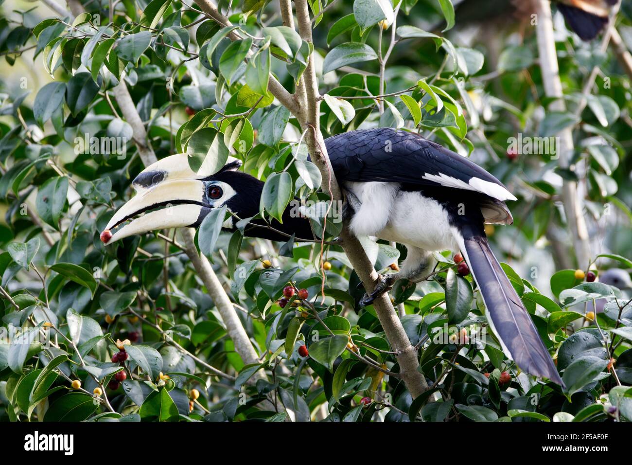 Oriental pied-hornbill - alimentazione su bacche Anthracoceros albirostris Singapore BI031697 Foto Stock