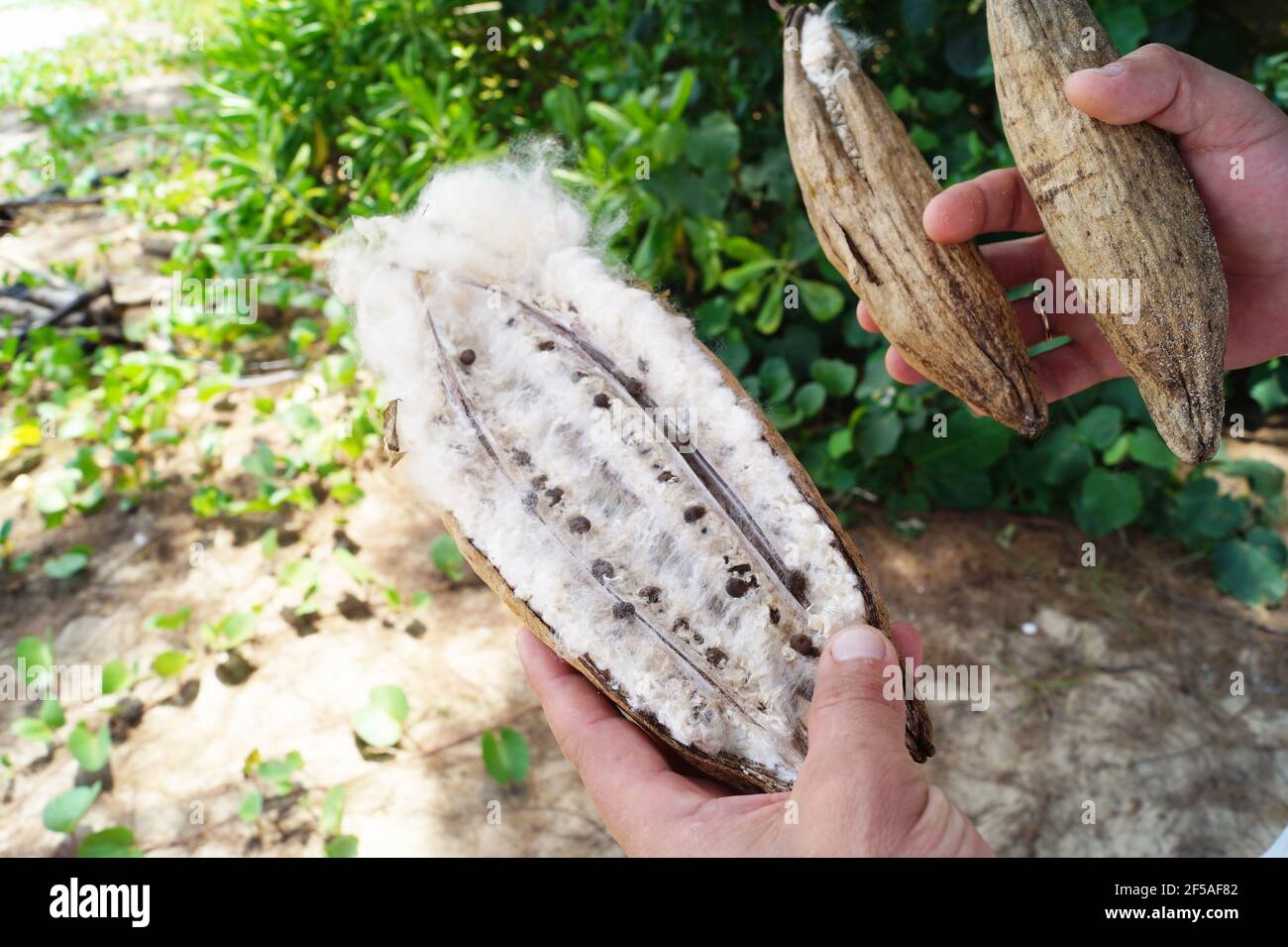 I frutti di un albero esotico assomiglia alla lana di cotone nelle tue mani Foto Stock