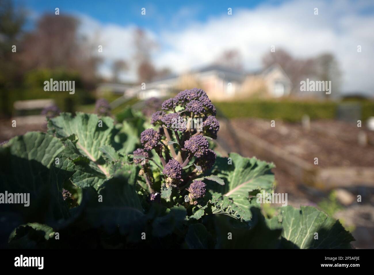 Broccoli germogliati viola (Brassica oleracea) sotto il sole primaverile, ai piedi del Monte Leinster, Kilbrannish Sud, County Carlow, Irlanda, E. Foto Stock