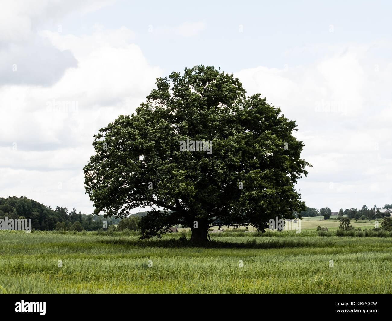 Il possente albero di quercia in mezzo al prato Foto Stock