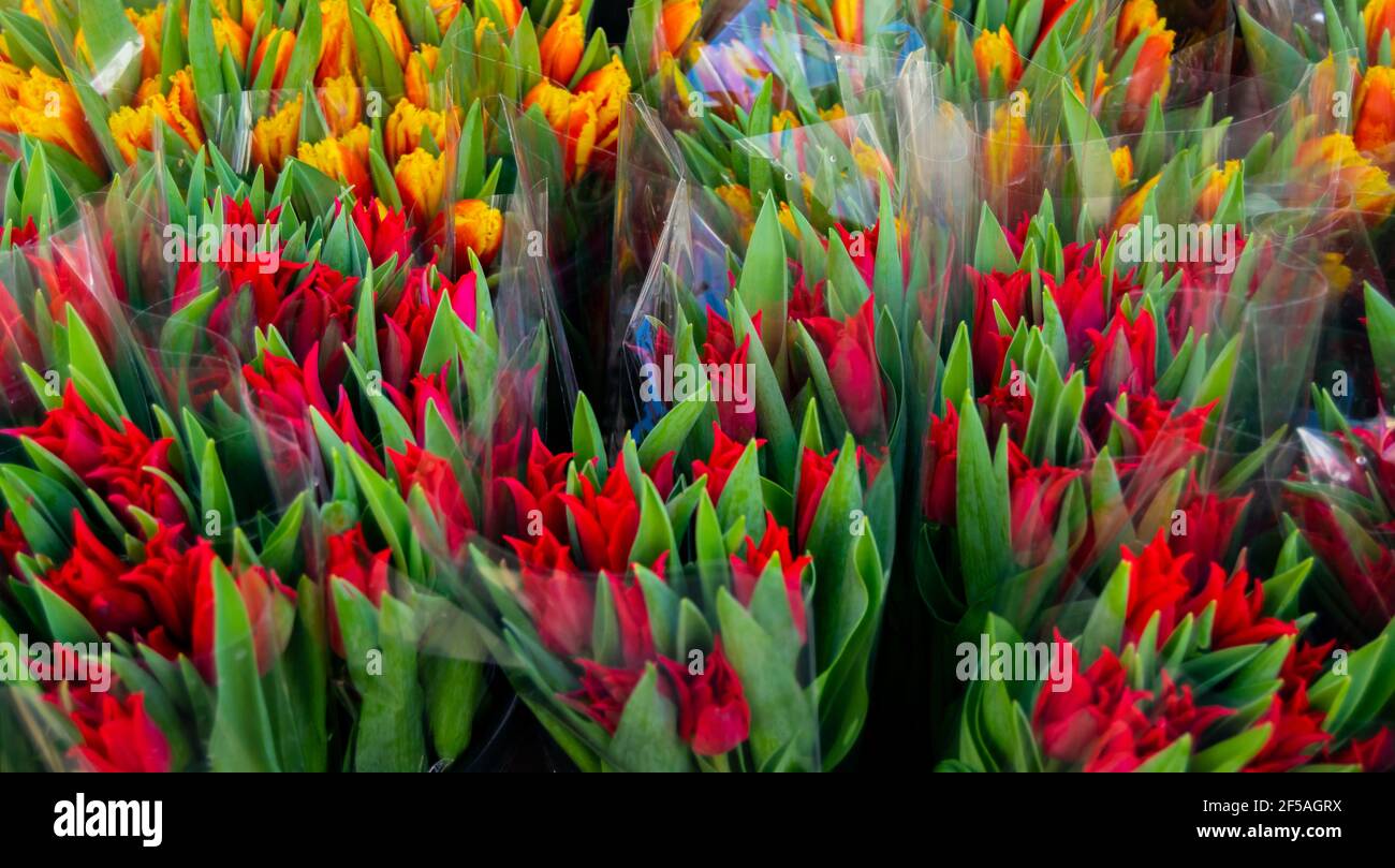 Molti tulipani colorati venduti in bouquet al mercato locale nel Regno Unito, fiori in involucro di plastica al mercato fiorista esposizione stand, fiori perfetti per un regalo Foto Stock