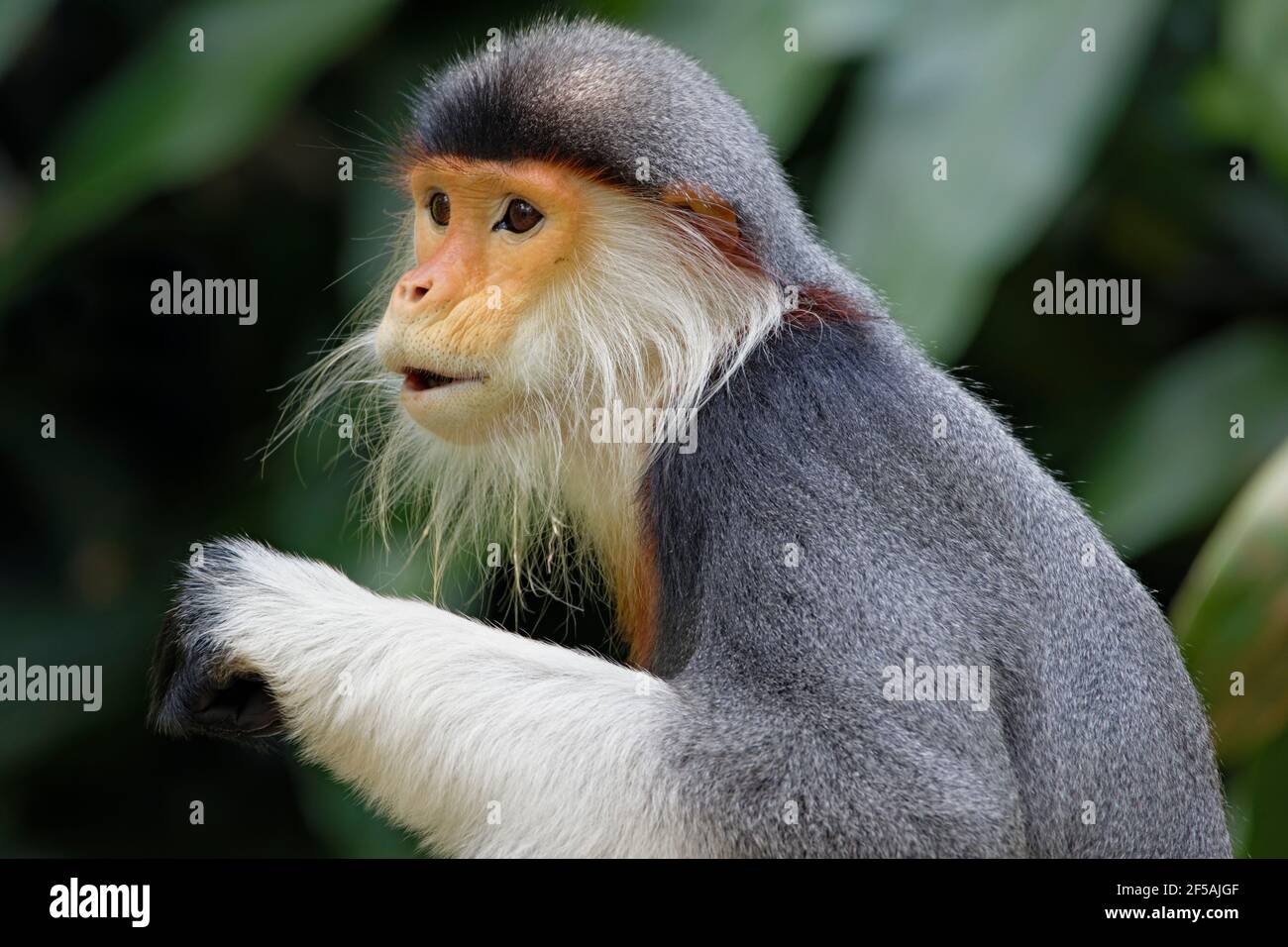 Douc Langur MonkeyPygathrix nemaeus Zoo di Singapore MA003483 Foto Stock