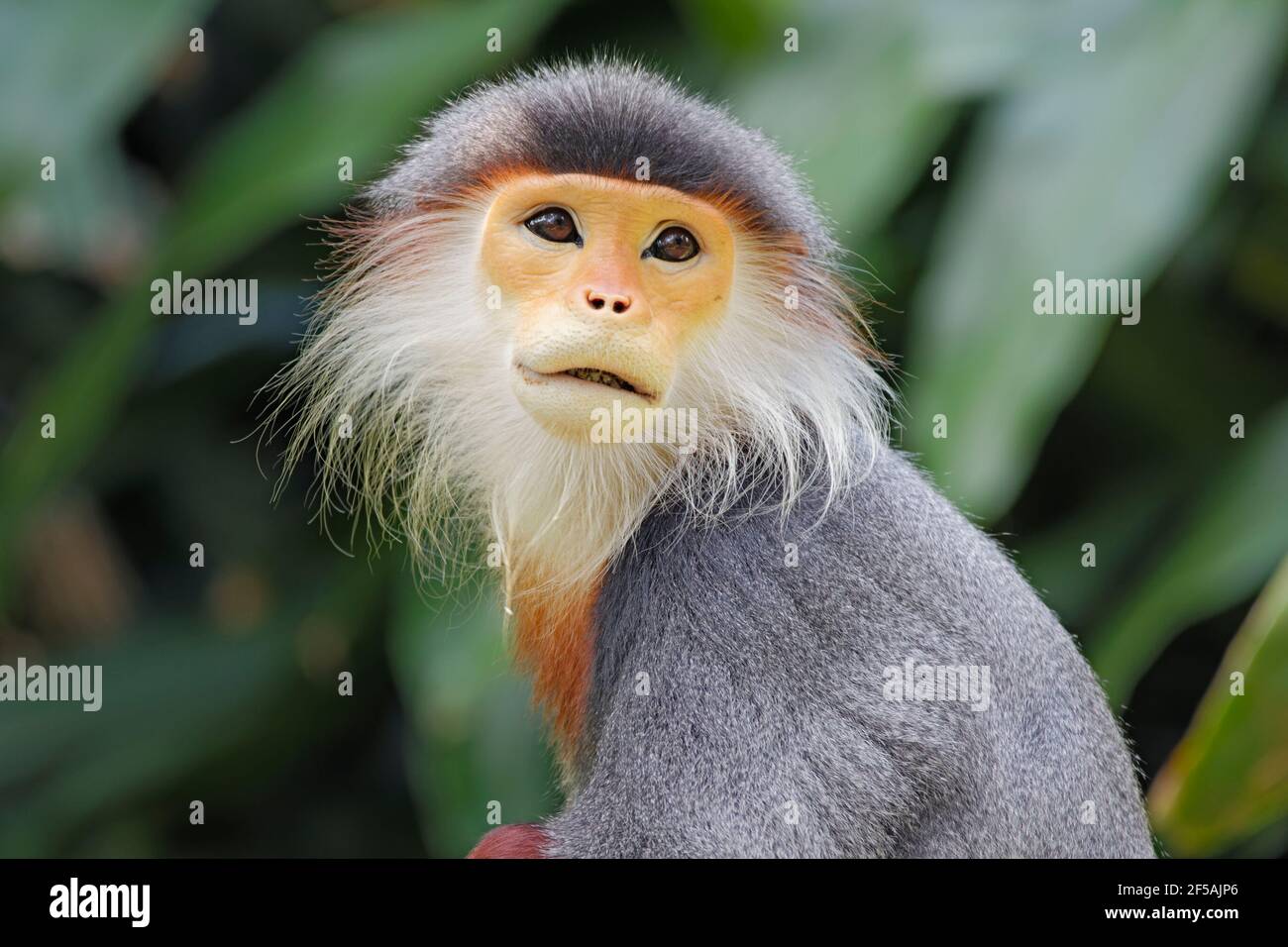 Douc Langur MonkeyPygathrix nemaeus Zoo di Singapore MA003487 Foto Stock