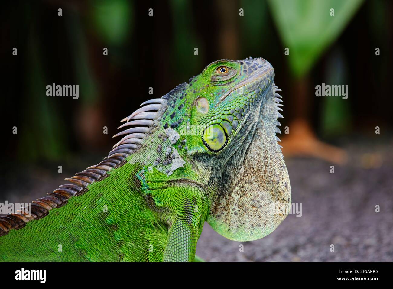 Green IguanaIguana iguana Singapore MA003500 Foto Stock