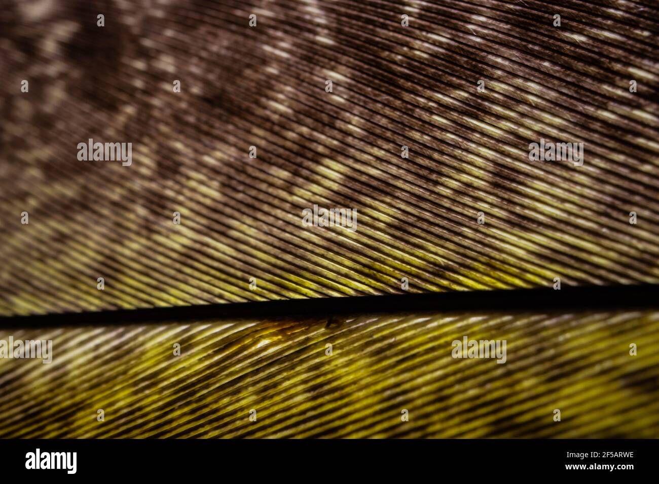 Parrot piuma macro texture, Blue macro piuma, piuma, animale, uccello, Regno Unito, Macaw, Blue e Purple Feathers Foto Stock