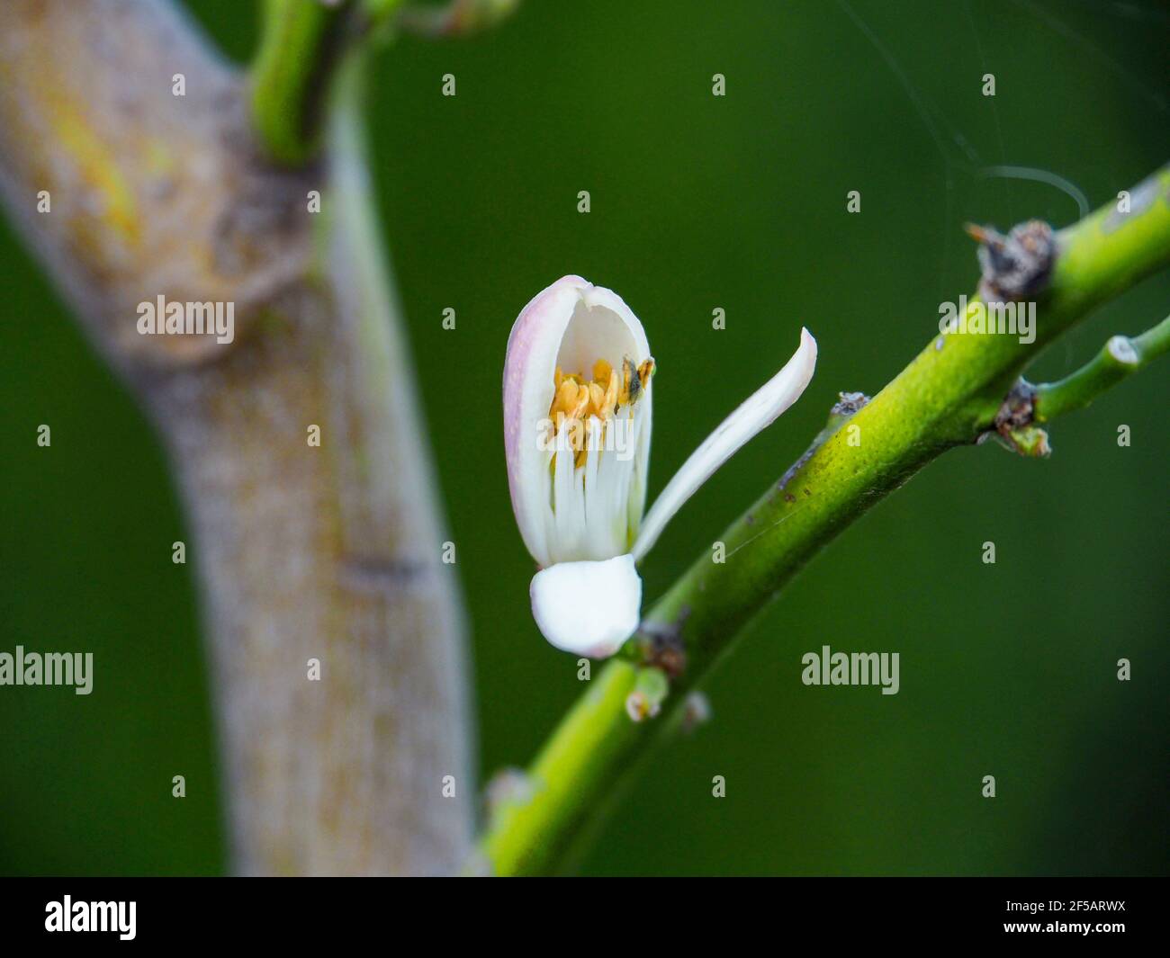 Prime gemme del fiore dell'albero del limone Foto Stock