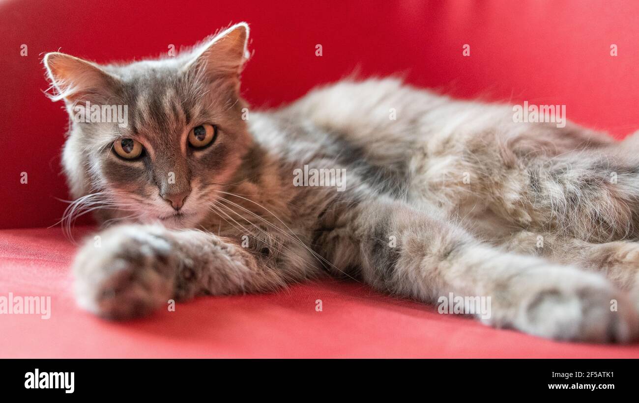 un bel gatto che riposa su un divano rosso Foto Stock