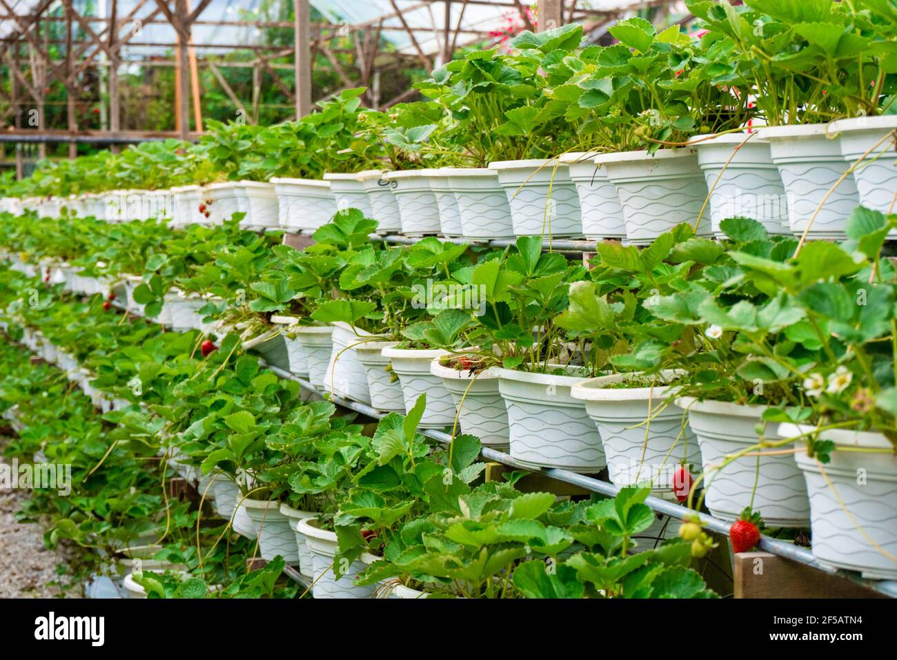 Scaffali in vaso e sistema di irrigazione piantagione di fragole in Malesia  Foto stock - Alamy